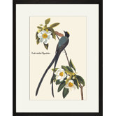 Fork-Tailed Flycatcher Framed and Matted Print