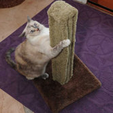 Saguaro Scratching Post