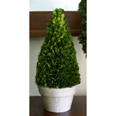 Boxwood Cone Topiary