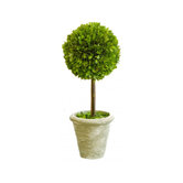 Box Small Single Topiary