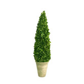 Boxwood Small Cone Topiary