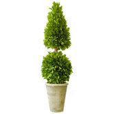 Box Mixed Topiary