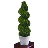 Boxwood Spiral Topiary