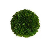 Boxwood Ball