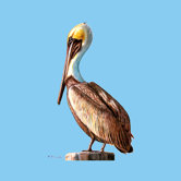 Pelican Coaster (Set of 4)