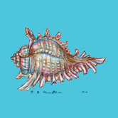Conch Coaster (Set of 4)