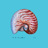 Nautilus Coaster (Set of 4)