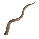 Blonde Curved Kudu Horn
