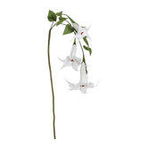 Georgia Trumpet Flower