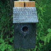 Bluebird in Birdhouse