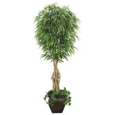 Realistic Willow Ficus Tree in Decorative Planter