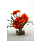 Gerber Daisies in Glass Cube