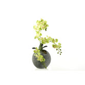 Phael Orchids in Stone Ball Planter