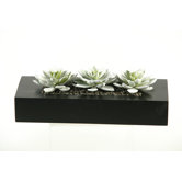 Flocked Hen and Chick Succulent in Wooden Planter