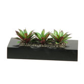 Aloe Plant Succulents in Wooden Tray