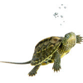 Reptile Supplies