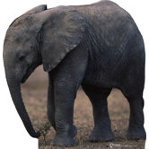 Elephant Life-Size Cardboard Stand-Up