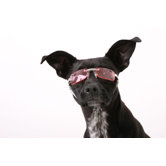 K9 Optix&reg; Dog Sunglasses in Pink