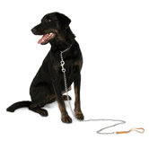 Aspen Pets Medium Weight Mighty Link Chain Collar