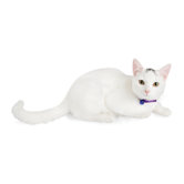 Aspen Pets Eco Friendly Breakaway Cat Collar in Blue