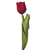 Tulpe "Basic"