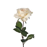 Rose "Basic"