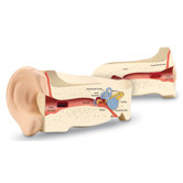 Cross-section Ear Model