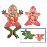 Cross-section Frog Model