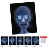 Human Body Card (Set of 18)