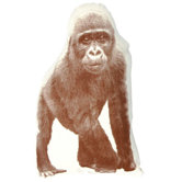 Gorilla Mini Cushion
