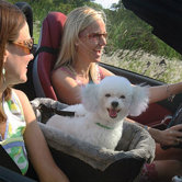 Toto Too Pet Car Seat