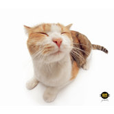 CleanScreen Cloth - Pet Me Cat