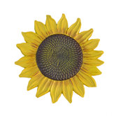 Steppers Sunflower Stepping Stone