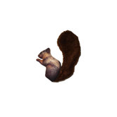 Tough Chew Squirrel Dog Toy