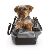 The Scarlett Pet Carrier