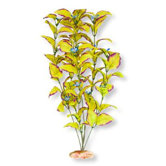Flowering Willow Leaf