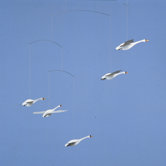 Scandinavian Swan Mobile