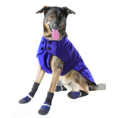Belted Dog Coat in Blue
