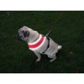 Nite Brite Reflect Dog Harness