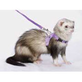 Ferret Walking Jacket
