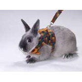 Rabbit Walking Jacket