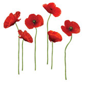 Poppies at Play Peel and Stick Giant Wall Decal