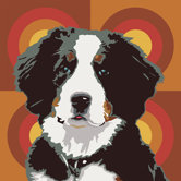 Pooch D&eacute;cor Bernese Mountain Dog Portrait