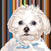 Pooch D&eacute;cor Maltese Portrait