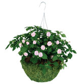 Sphagnum Moss Hanging Basket