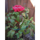 24 Count Double Ring Flower Support