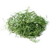 Spanish Moss Preserved