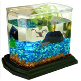 EcoAquarium - A Complete Balanced Eco-System