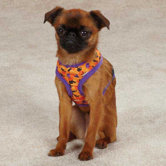 Spooky Dog Harness
