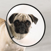 Elizabethan Dog Collar